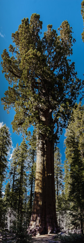 United States California Sequoia National Park General Sherman Tree Panorama