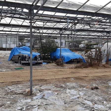 Treinta autos Jaguar clásicos fueron encontrados en un invernadero 
