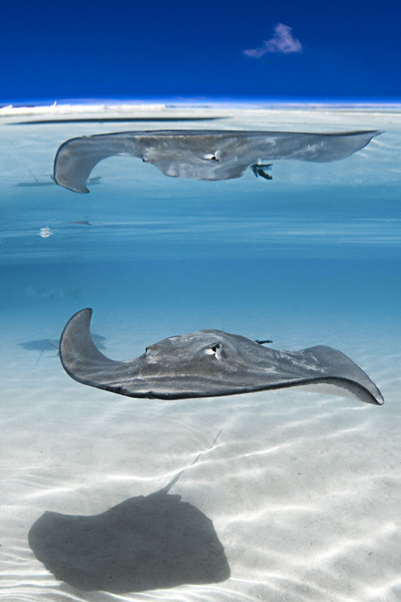 Novice Dslr Marie Charlotte Ropert Stingray Portrait In