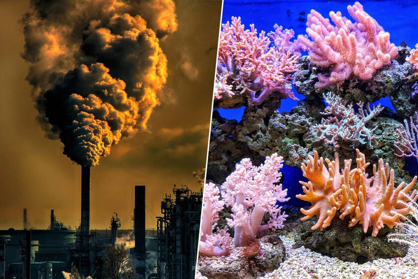 El primer dominó climático ha caído: así es la "zona de peligro" en la que entramos tras la muerte masiva de los corales