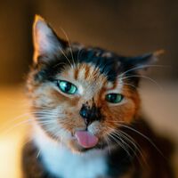 Se o seu gato lambe você, não quer dizer que ele te ama — bichanos podem fazer isso por outros motivos 