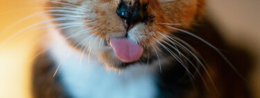 Se o seu gato lambe você, não quer dizer que ele te ama — bichanos podem fazer isso por outros motivos 