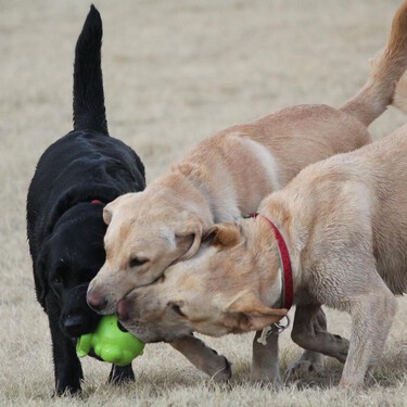 ¿Sabes cómo actuar si otro perro muerde a tu perro? ¡La mayoría de familias se quedan paralizadas! 