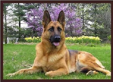 Viva la serendipia (X): el perro alérgico y la X marca el lugar