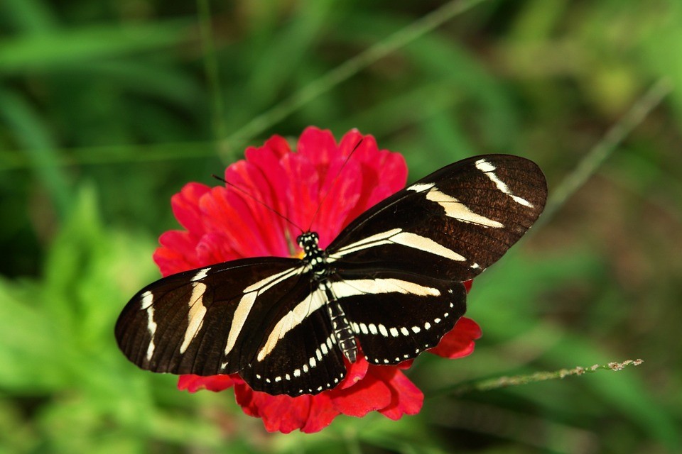 mariposas mariposas