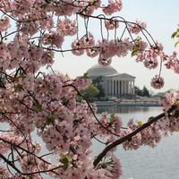 Los cerezos en flor de Washington llegarán a finales de mes, justo para su Festival 