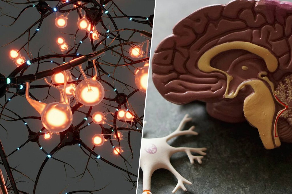 La nueva estrategia contra el alzhéimer no es atacar, sino 'reprogramar' al cerebro para que se limpie a sí mismo 
