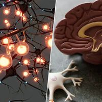 La nueva estrategia contra el alzhéimer no es atacar, sino 'reprogramar' al cerebro para que se limpie a sí mismo 