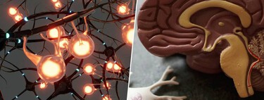 La nueva estrategia contra el alzhéimer no es atacar, sino 'reprogramar' al cerebro para que se limpie a sí mismo 