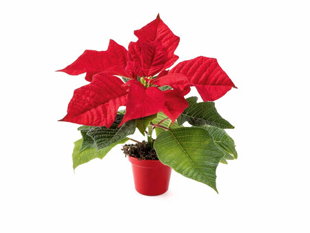 Flor De Pascua Mini Zoom 1