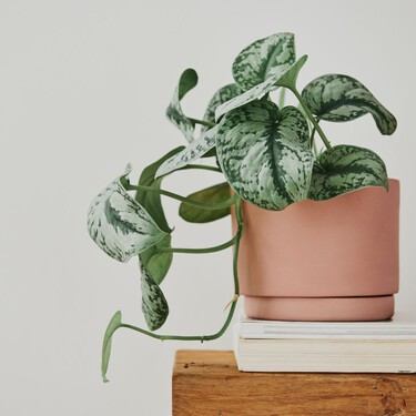 Esta planta no puede faltar en tu casa este año: es verde, colgante y a prueba de despistados  