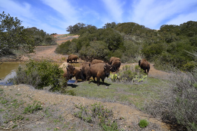 American Bison Bison Bison Catalina 2 04