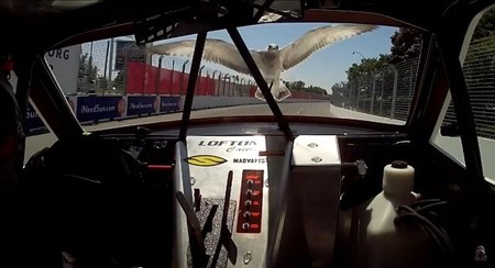 La versión automovilística del “Pájaros” de Alfred Hitchcock