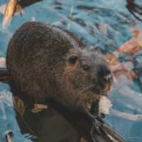 Tenemos una nueva y sorprendente "arma secreta" contra el cambio climático: los castores 