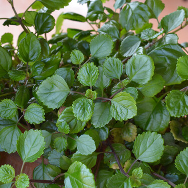 Planta del dinero o plectranthus: de las más fáciles de cuidar con estos consejos 