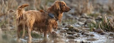 Adiós a la angustia: Con estos GPS para perros y gatos, siempre sabrás dónde está tu mejor amigo y no volverás a perdelo 