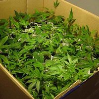 Dakota del Sur tendrá un resort turístico dedicado a la marihuana
