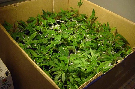 Dakota del Sur tendrá un resort turístico dedicado a la marihuana