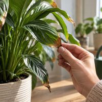 Las puntas marrones de tus plantas no siempre piden agua: hay una comprobación que conviene hacer antes de regar 