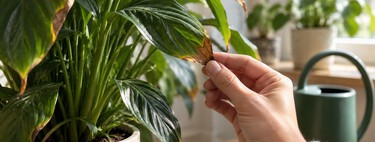 Las puntas marrones de tus plantas no siempre piden agua: hay una comprobación que conviene hacer antes de regar 