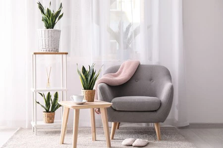 Mi sansevieria se está muriendo: qué estoy haciendo mal y cómo puedo revivir esta planta de interior