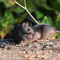 Las ratas de Nueva York se han convertido en una plaga imposible de erradicar. Tienen un secreto: su propio lenguaje