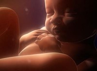 La alimentación de un niño desde su vida intrauterina hasta los 10 años de edad condiciona el desarrollo cerebral