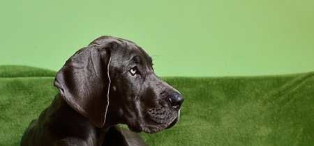 25.000 hogares para mascotas: Gudog y HouseMyDog se fusionan para consolidar el 
