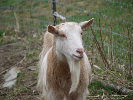 La gente feliz tiene más éxito con las cabras