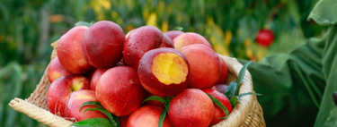 Ele cultivou uma fruta aparentemente comum e recebeu uma multa de R$ 1 milhão: o erro que transformou a colheita em pesadelo jurídico 