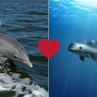 La última misión de los delfines militares: salvar de la extinción a la vaquita marina
