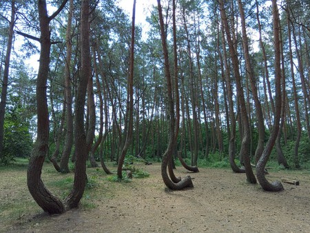 Krzywy Las 3