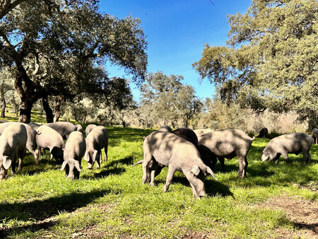 Cerdo ibérico
