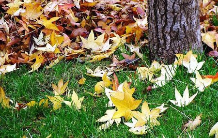 Cinco consejos para hacer fotos a las hojas en Otoño