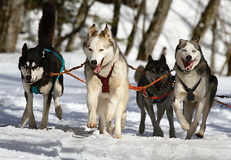 Llevar Al Perro A La Nieve Huskies