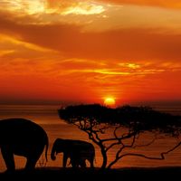 Todo lo que necesitas llevar para un safari por África