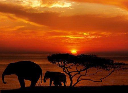 Todo lo que necesitas llevar para un safari por África