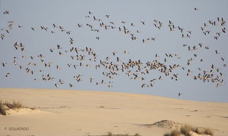Doñana, el lugar perfecto para invernar