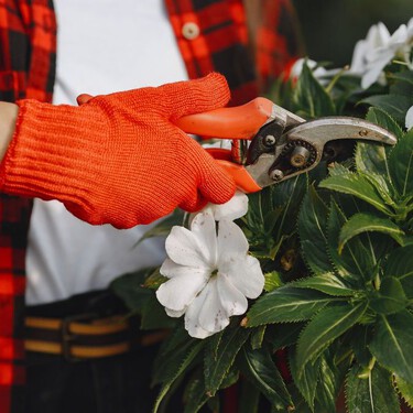 ¡Atención! Estas son las plantas que debes podar antes de septiembre para que florezcan todo el año y no se sequen