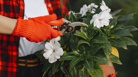 ¡Atención! Estas son las plantas que debes podar antes de septiembre para que florezcan todo el año y no se sequen