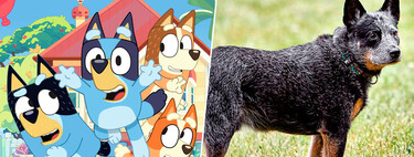 Los perros de 'Bluey' están basados en una raza australiana que existe de verdad. Y no es el único detalle real que se ha colado en la serie