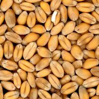 La crisis alimentaria que anunciamos ya está aquí, y las soluciones que están empleando algunos países solo agravará el problema