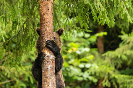 El fin del verano es mejor con una sonrisa: estas son las divertidas fotos finalistas de los Comedy Wildlife Photo Awards 2021