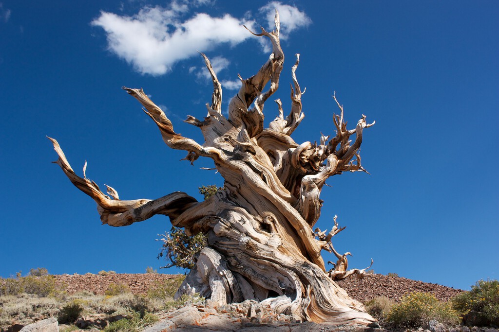 Hace 60 años un estudiante quiso estudiar las montañas de EEUU. Sin saberlo taló el árbol más antiguo que se conocía