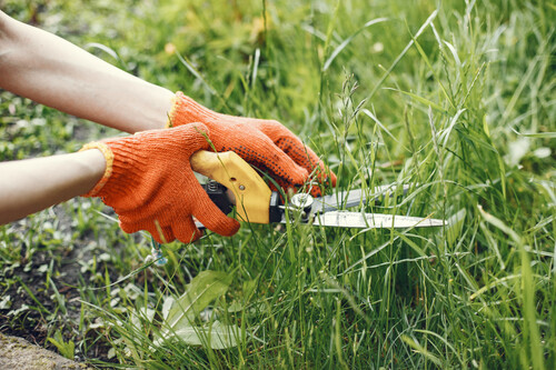 Alguien Cortando Arbustos Con Tijeras De Jardin