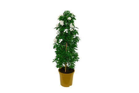Aldi plantas trepadoras
