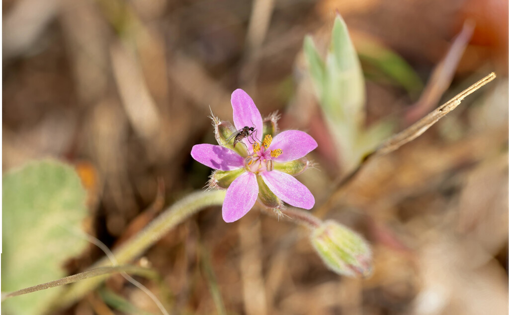Bonita, de fácil cuidado y anti-mosquitos: esta es la flor que necesitas en tu terraza o jardín