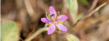 Bonita, de fácil cuidado y anti-mosquitos: esta es la flor que necesitas en tu terraza o jardín 
