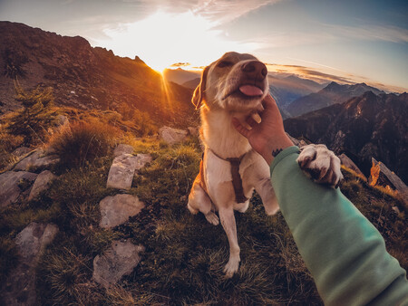 Un tutor acariciando a su perro