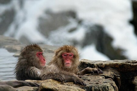 Japanese Macaque Fuscata Image 367